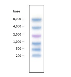Prestained RNA Highの電気泳動像