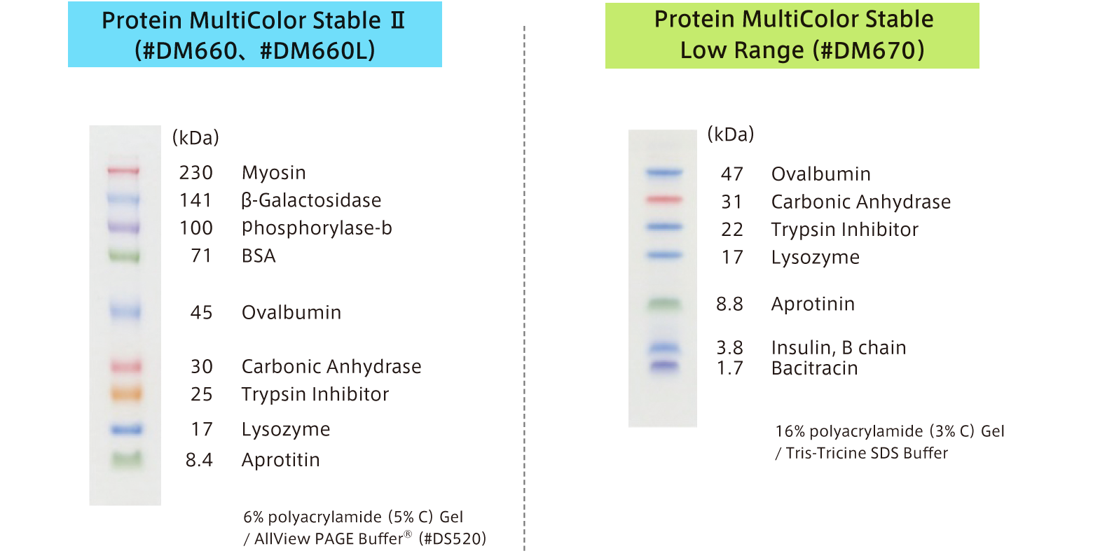 プロテインマーカーDynaMarker Protein MultiColor Stableの泳動像