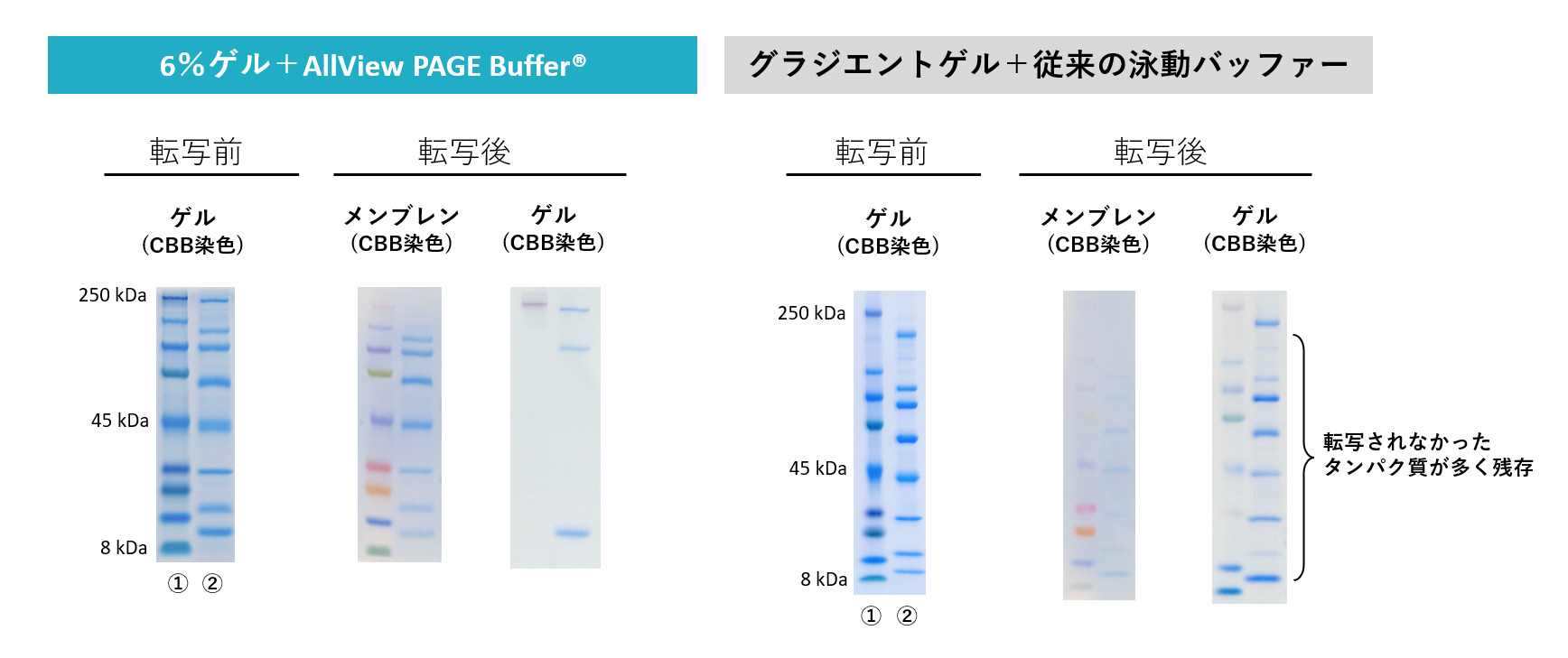 AllView Bufferと6%ゲルまたは従来のSDS-PAGE泳動バッファーとグラジエントゲル(5~20%)を用いて泳動したゲルと転写後のメンブレンの比較