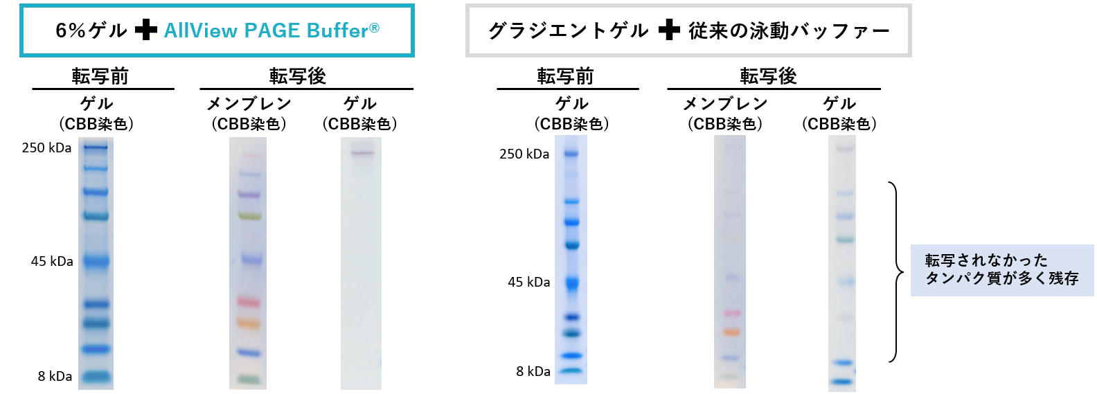 AllView Bufferと6%ゲルまたは従来のSDS-PAGE泳動バッファーとグラジエントゲル(5~20%)を用いて泳動したゲルと転写後のメンブレンの比較