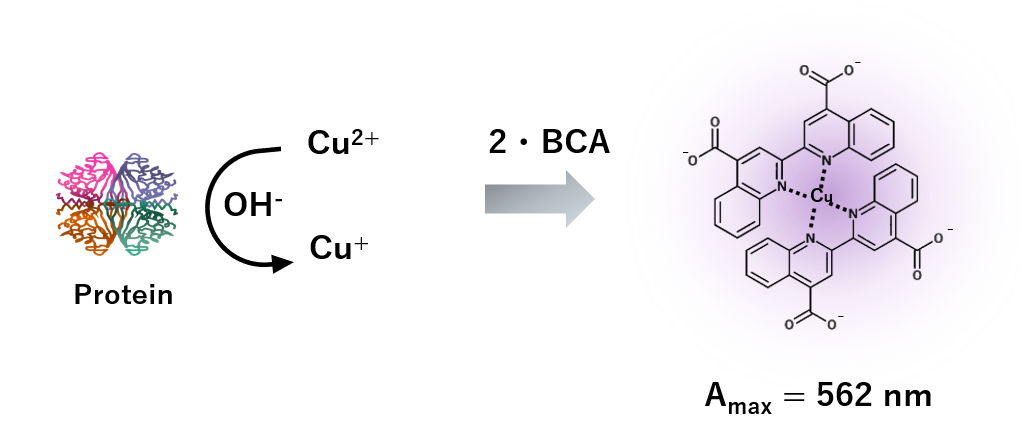 BCA Protein Assayの原理