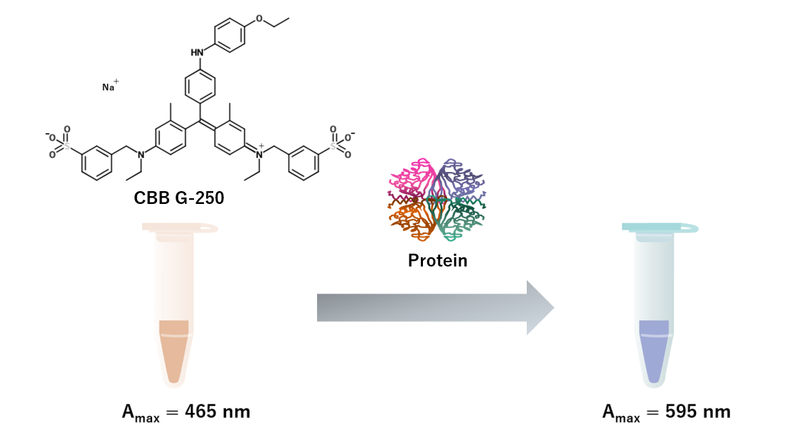 Bradford Protein assayの原理
