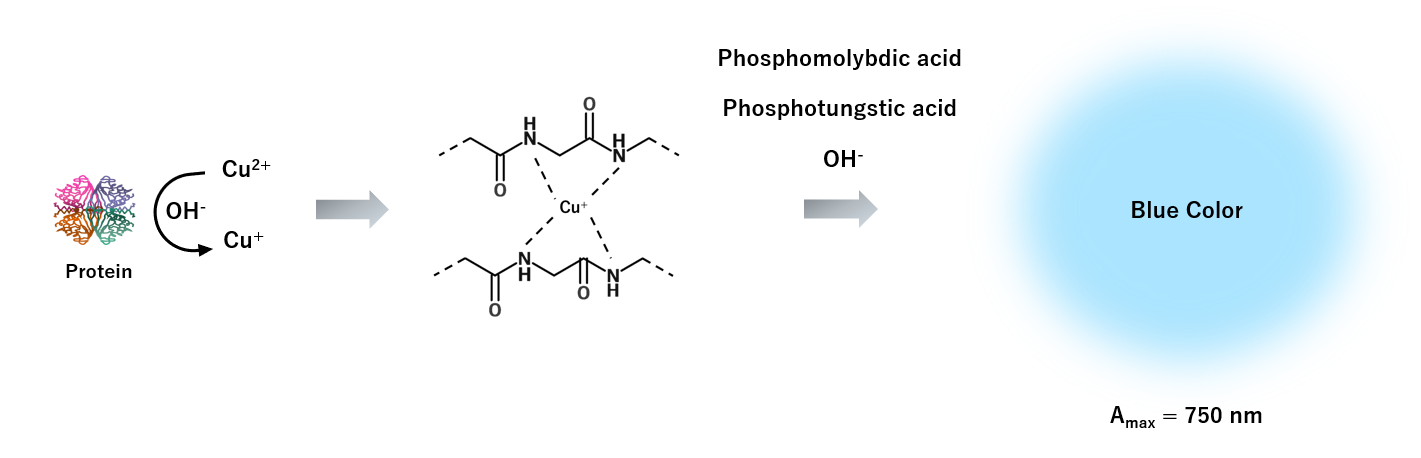 Lowry Protein Assayの原理