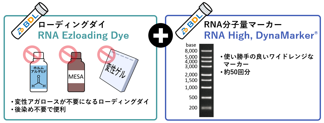 変性アガロースゲル電気泳動について