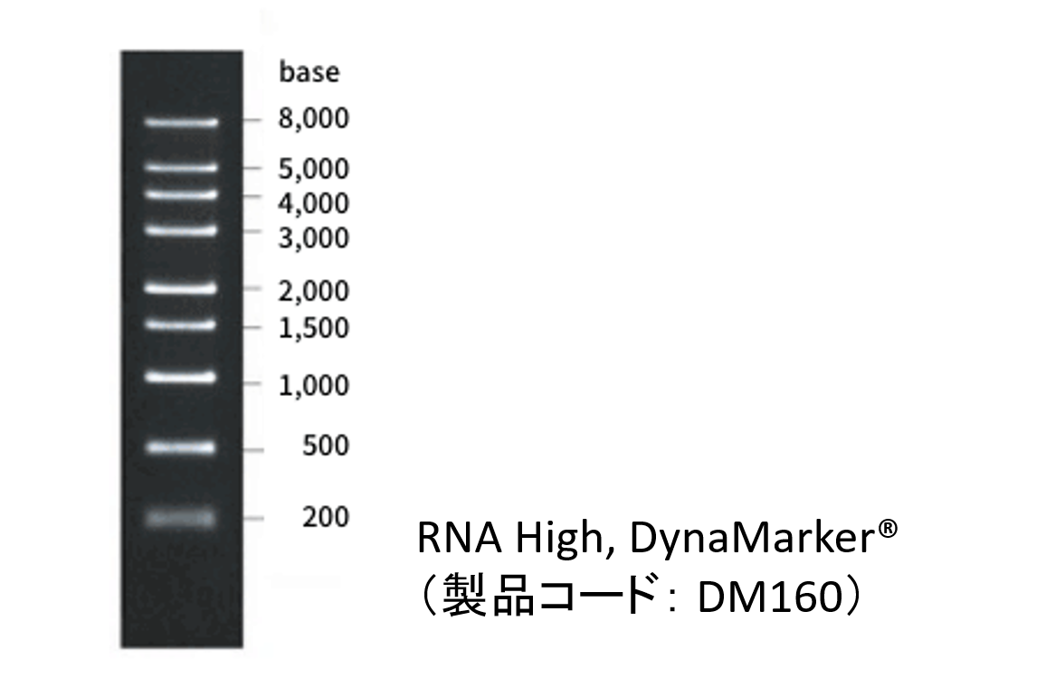 DM160の電気泳動
