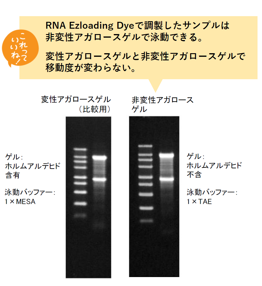 RNA Ezloading Dyeの使用例