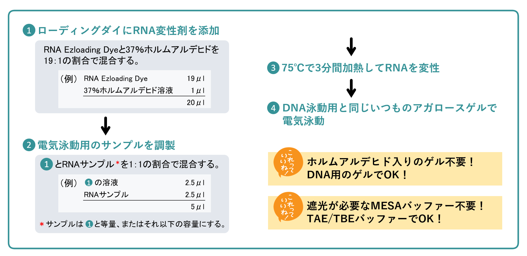 RNA Ezloading Dyeを用いたRNAの電気泳動