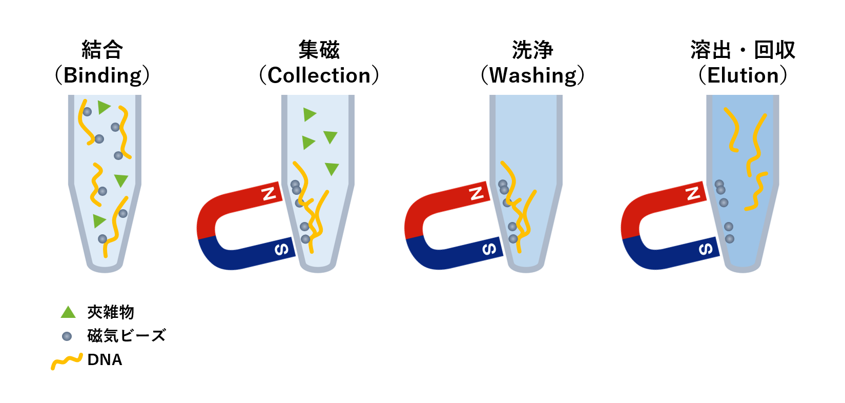 磁気ビーズを用いたDNA精製の概念図