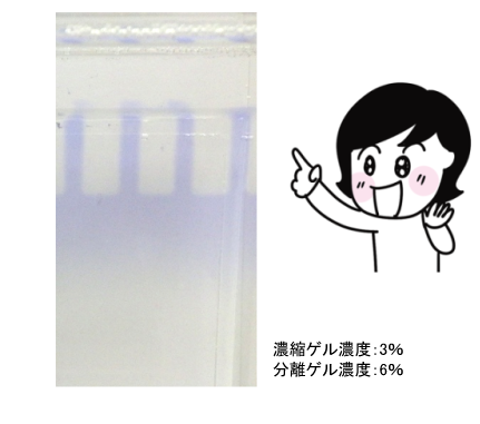 BPB入り濃縮ゲルではウェルが見やすくなる